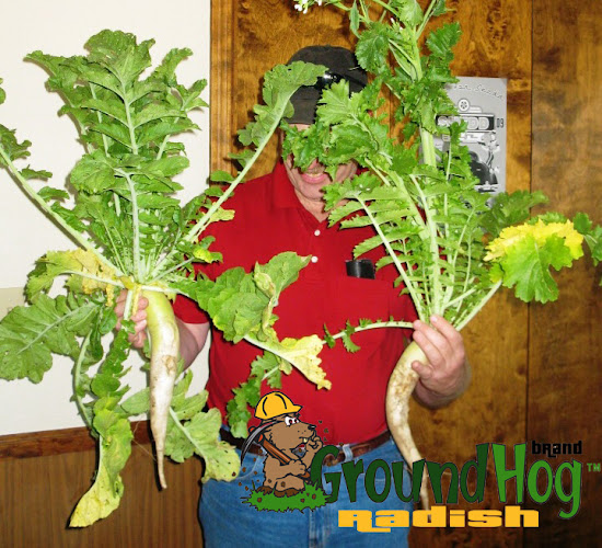 Ampac Seed Company GroundHog Radish